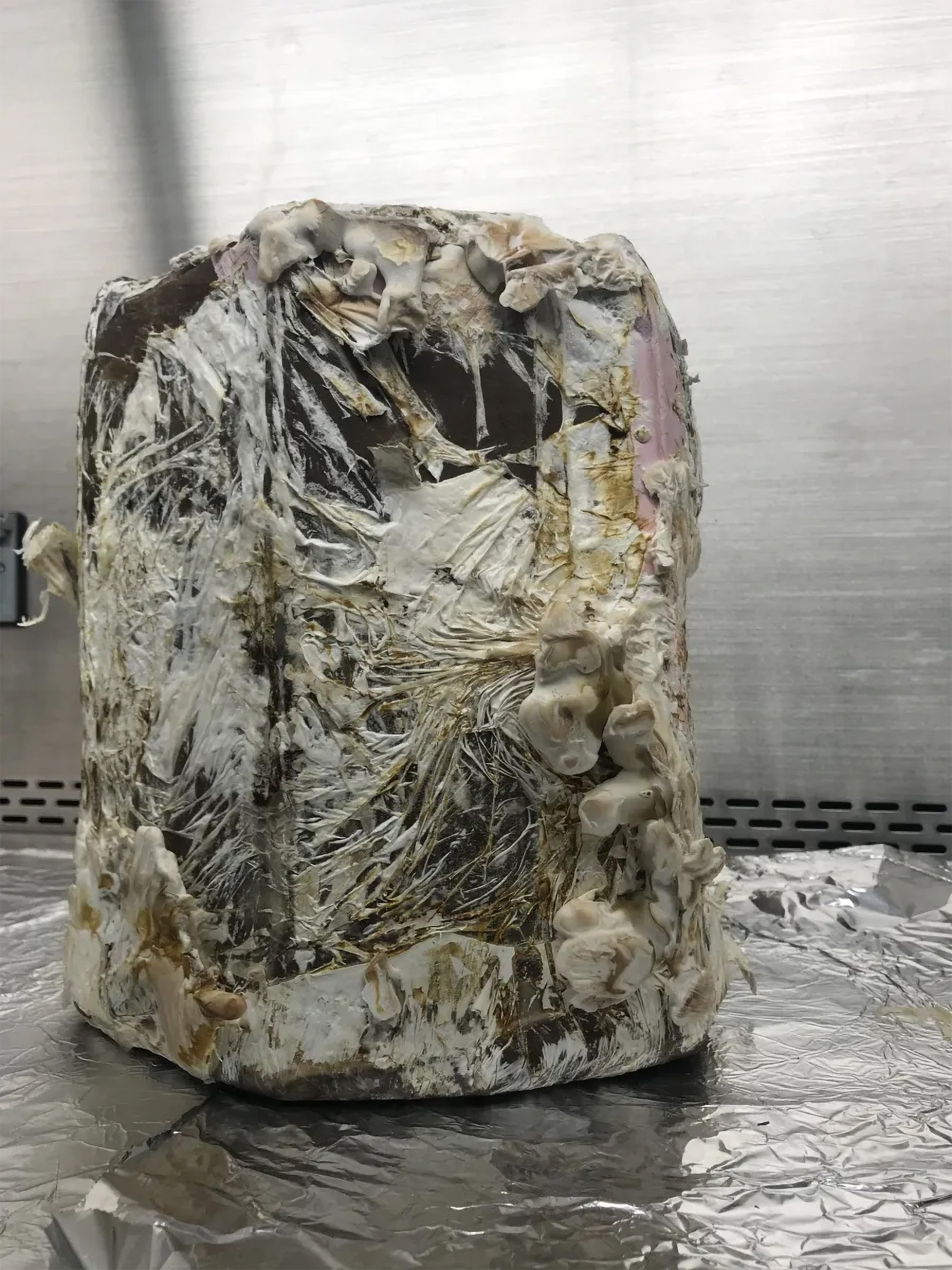 A stool constructed out of mycelia after two weeks of growth. The next step is a baking process process that leads to a clean and functional piece of furniture.  Credits: 2018 Stanford-Brown-RISD iGEM Team