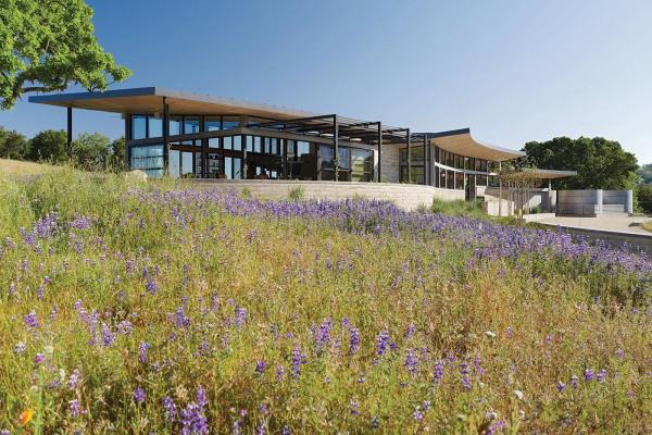 A California ranch home surrounded by lavender
