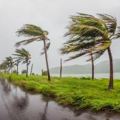 Hurricane-force winds cause palm trees to bend