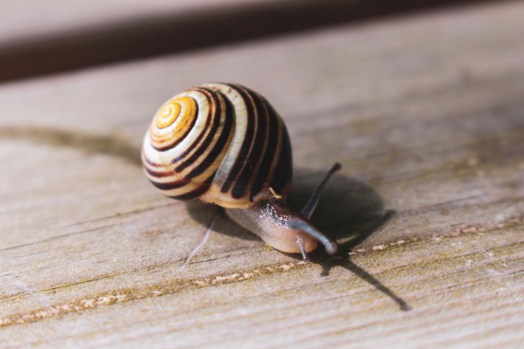 A snail