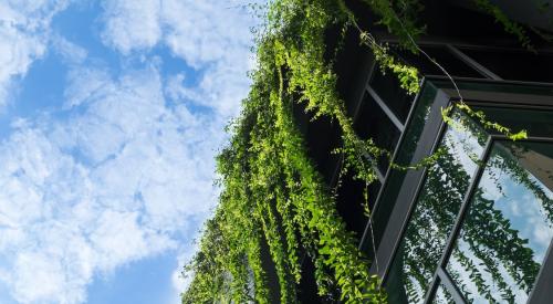 Building with greenery growing from the roof