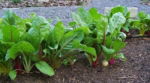 Missouri town’s ordinance forces family to remove vegetable garden 