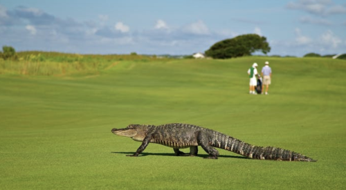 Alligator on golf course_Pixabay