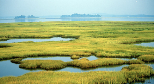 Coastal wetlands may see big changes as federal wetlands regulations are revised by the Trump administration.