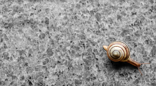 Granite countertop with tiny house on the move—a snail