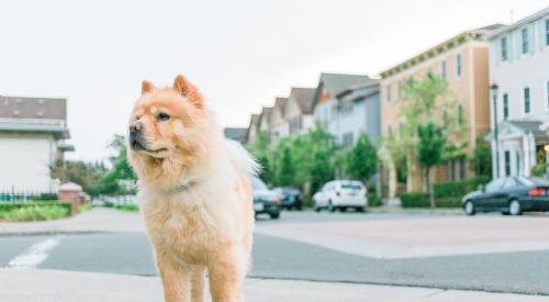 Dog on residential street | National home builder D.R. Horton is looking forward to spring, one of the hottest times of year for real estate, following the demand slowdown at the end of 2018 and starting 2019. 