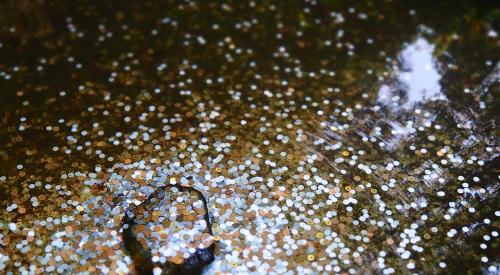 Coins in a wishing well
