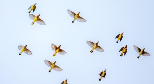 Cedar waxwings in flight