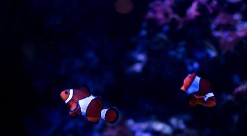 two clownfish in opposite directions