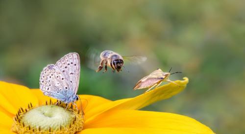bee, stinkbug, and butterfly landing on yellow flower petals