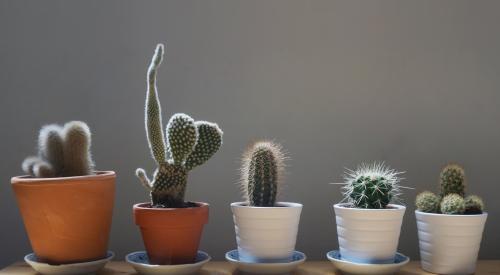 Small cactus Pexels