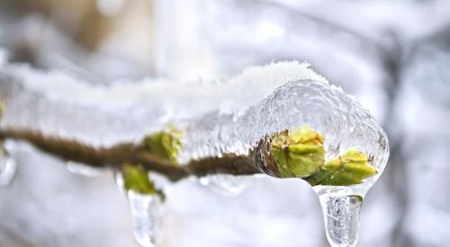 Bud frozen in ice