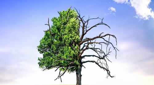 climate change and a tree half dead, half living
