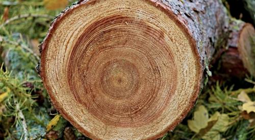 Cut tree showing growth rings