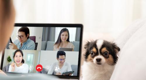 man participating in video conference call on laptop with small dog in background