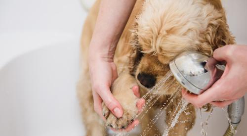 A dog bath is a must-have feature for many homeowners now
