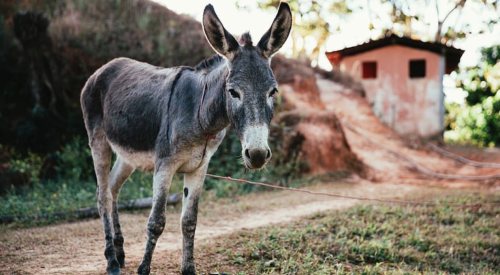 donkey tied up on a farm with a path leading away uphill