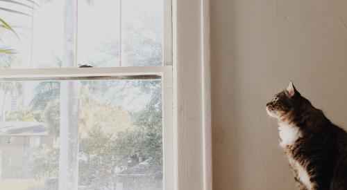 Cat looking out a window