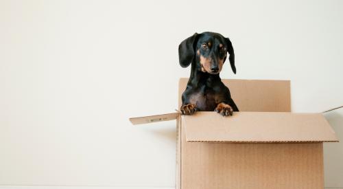 Dog in a moving box