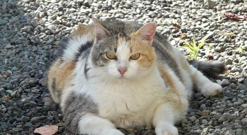 fat_cat