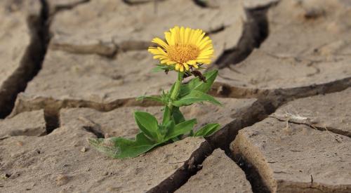 Flower discovered growing from parched earth