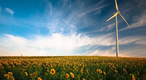 wind turbine in sunflower field