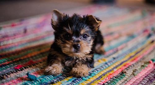 Puppy on a rug in a home