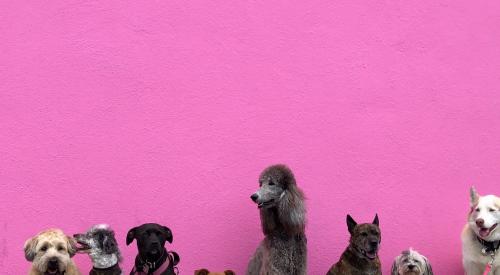 Dogs together against pink wall