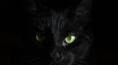 black cat against black background