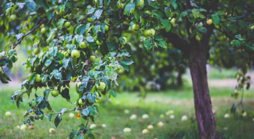 Apple tree