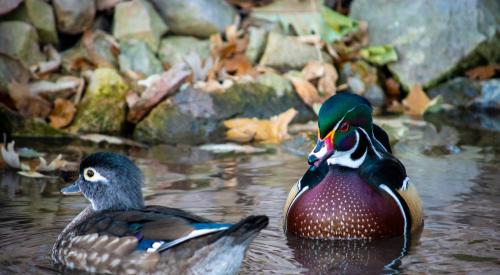 D.c. Booth Historic National Fish Hatchery And Museum, Spearfish, United States A Wood Duck couple enjoying the beautiful fall weather in Spearfish Park.