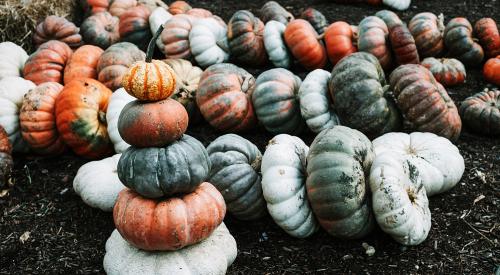 Stacks of pumpkins and gourds