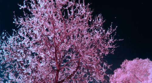 Tree in the nighttime