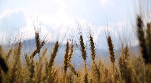 Prairie grass and wheat