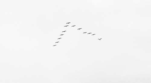 Birds flying in v-shape