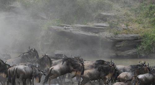 Wildebeasts crossing a river