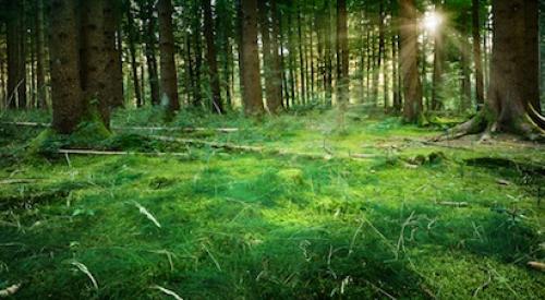 Grassy, wooded grove with sunshine streaming in