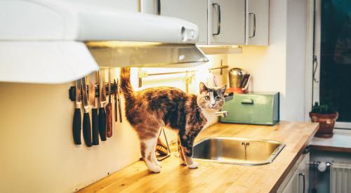 Kitchen with a cat on the counter