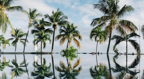 Palm trees over the water. 