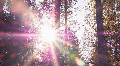 light shining through tree limbs