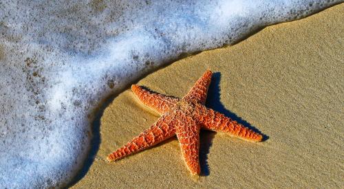 Starfish on beach in Key West, Fla.
