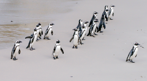 Penguin leading a group of penguins