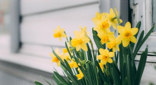 Daffodils: The Golden Girls