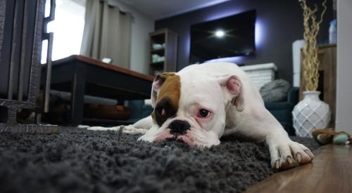 Dog on rug