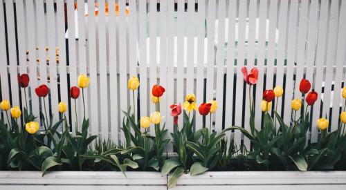 Tulips in garden box