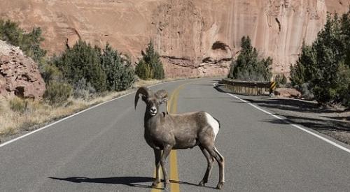 ram_in_middle_of_road
