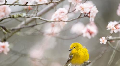 Canary on a branch