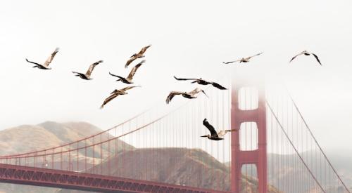 Birds_flying_near_Golden_Gate_bridge