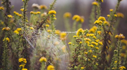 Flowers with a spider's web