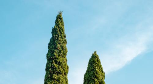 Tops of two topiary shrubs